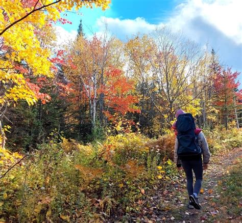 Best fall ever? Maybe! Here's why Quebec's leaves are bursting with colour | CBC News