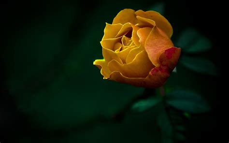 Yellow Rose Backgrounds Free Download