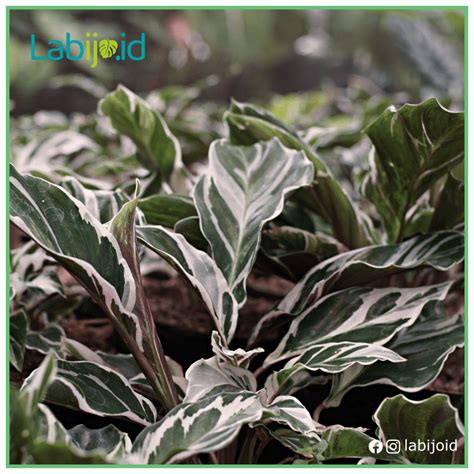 Wholesale 10 Calathea Tissue White Fusion for Sale - Labijo.id