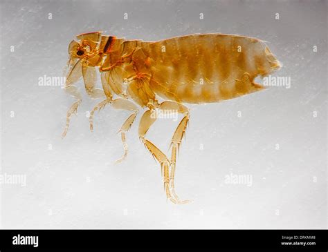 Flea Macro High Resolution Stock Photography and Images - Alamy