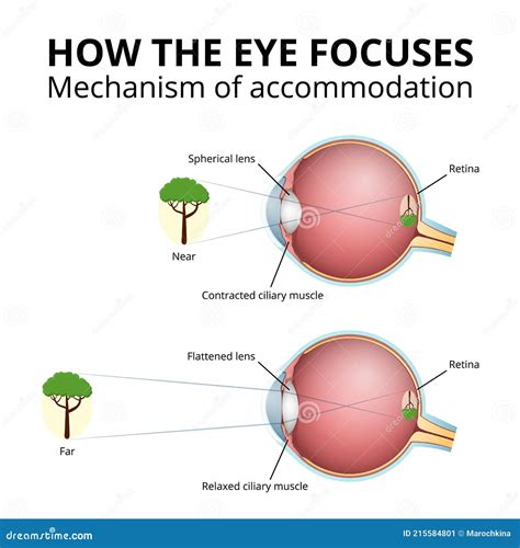 Structure of the Eyeball, Lens Accommodation Mechanism Stock ...