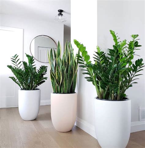 Hello Plant Lover’s Instagram post: “1, 2, 3 or 4? Which plant gang are ...