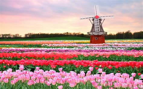 Where To See Tulips In Amsterdam For Free at Thomas Aquino blog