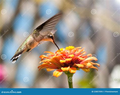 Juvenile Male Hummingbird Feeding Stock Image - Image of hungry ...