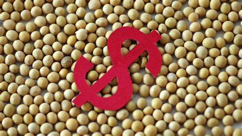 Trade tensions with China send soybean market lower - CGTN