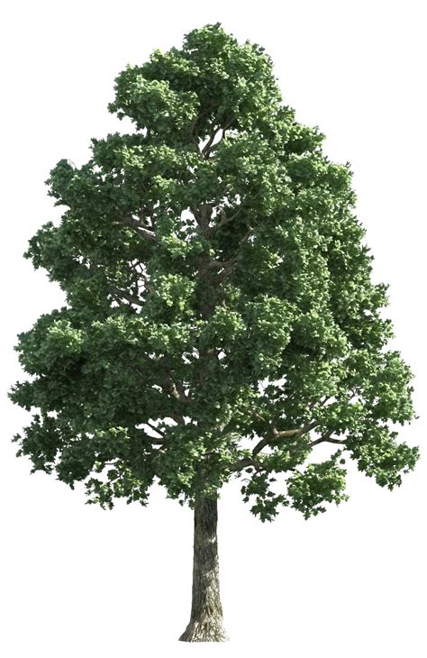 Oak Tree Outdoor Nature Wood Texture Forest Icon PNG | PNG All