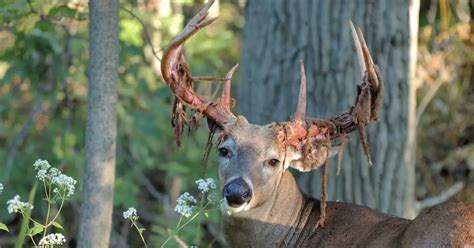 Deer Velvet Shedding (why it happens, what it's like) - World Deer