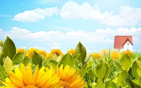 Sunny field *** - Photography & Abstract Background Wallpapers on Desktop Nexus (Image 1595112)