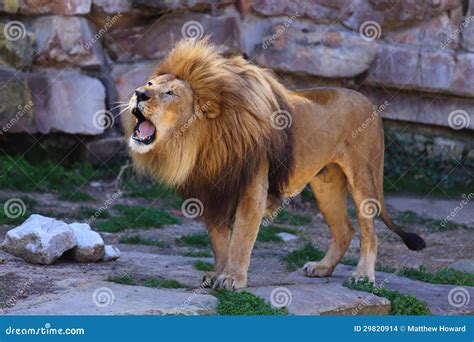 Lion Roaring Stock Images - Image: 29820914