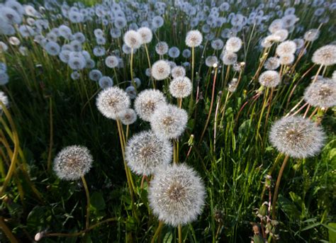 Dandelion Time