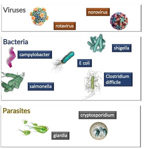 Common causes of gastroenteritis in the United States and Canada ...