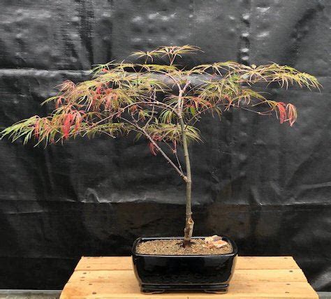 Crimson Queen Japanese Maple Bonsai Tree | Green Bonsai