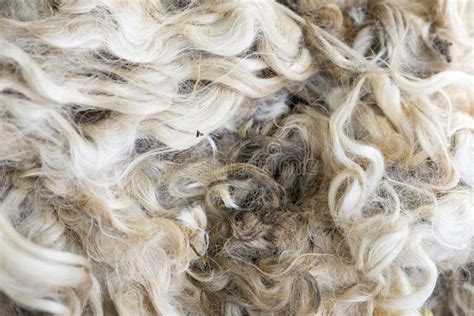 Sheeps fleece stock photo. Image of fluffy, wool, textured - 66032680