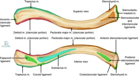 Clavicle Anatomy : Muscle Attachment & Collarbone Fracture | Anatomy bones, Anatomy, Medical anatomy