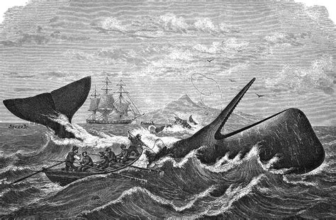 19th Century Whale Hunt Photograph by Bildagentur-online/tschanz - Fine Art America