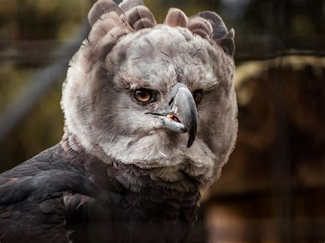 How Big Are Harpy Eagles? (Wingspan + Size) | Birdfact