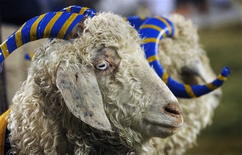 Retired Naval Academy goat mascot Bill 33 has died