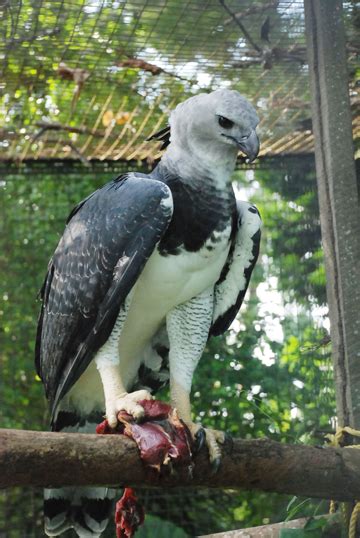 Harpy eagles wings still clipped – Stabroek News