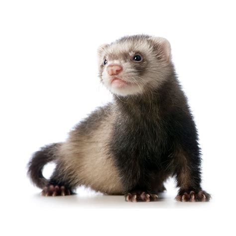 Pet Ferrets for Sale | Petco