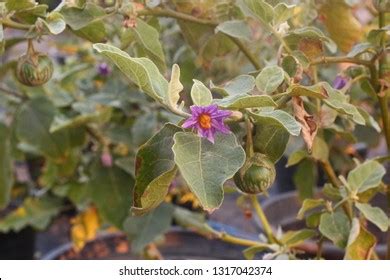 Solanum Xanthocarpum Eggplant Flower Flowering Bouquet Stock Photo 1317042374 | Shutterstock