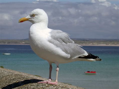 Seagulls wallpaper | 1024x768 | #75050