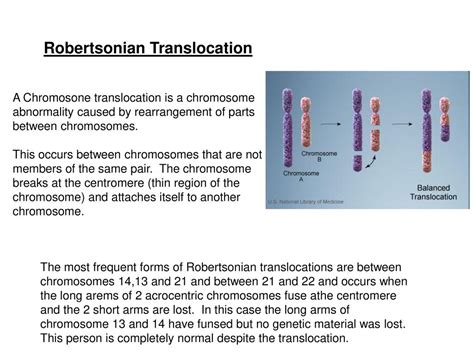 Robertsonian Translocation Animation