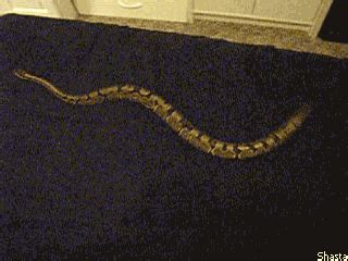 If you put a snake on a bed sheet you can make a snake treadmill. It's mesmerising to watch ...