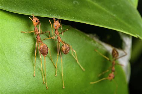 Weaver Ants Building Nest, Sabah, Malaysian Borneo Photograph by Emanuele Biggi / Naturepl.com ...