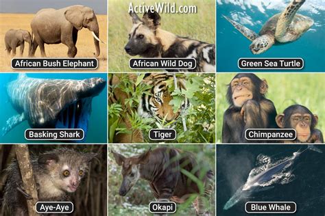 Top 15 wild animals in the forest 2022