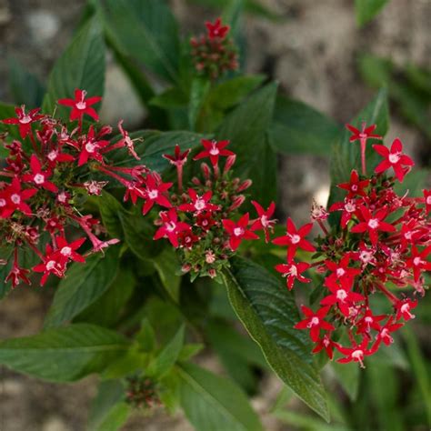 Flower seeds - Pentas