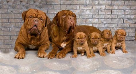 French Mastiff Puppies For Adoption