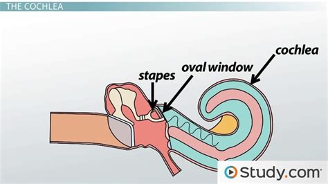 Inner Ear | Anatomy, Structure & Function - Video & Lesson Transcript ...