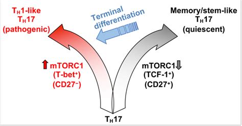 CD27 expression identifies Th17 cells with high stemness properties | Immunopaedia