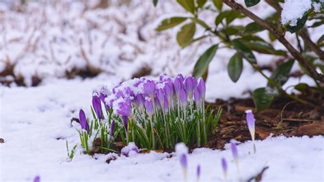 5 Flowers Perfect For A Vibrant Winter Garden