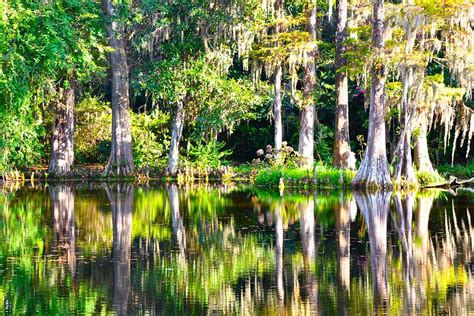 Swamp 2 Magnolia Plantation Photograph by Lori Kesten - Fine Art America