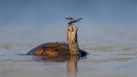 Comedy Wildlife Photography Awards 2023: de finalisten