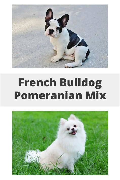 French Bulldog Pomeranian Mix | Pomeranian mix, Bulldog, French bulldog mix