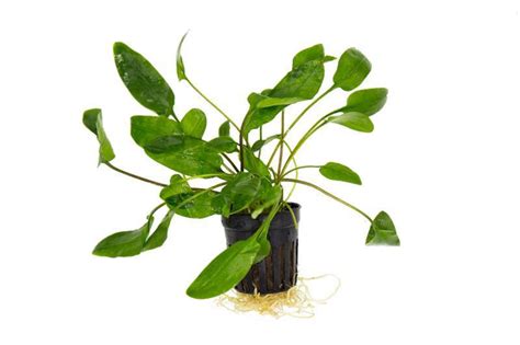 Cryptocoryne Aquarium Plant — Buce Plant