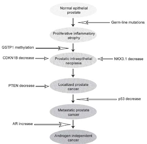 Molecular pathogenesis of prostate cancer | Download Scientific Diagram