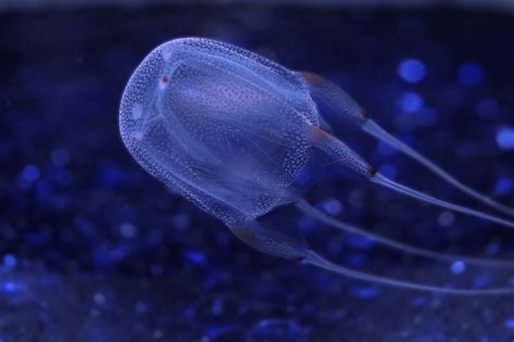 AVEEK- Blogs: Box jellyfish