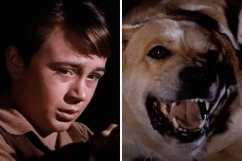 old yeller ending scene Archives - Pets