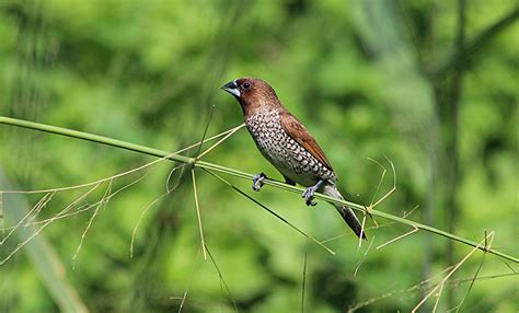 √ 50+ Jenis Burung Langka dan Unik Dilengkapi dengan Gambar Asli (Murai Batu,Cucak Ijo, Jalak ...