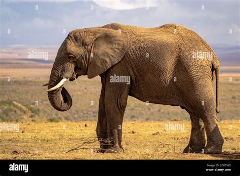 Elephant in south africa on safari Stock Photo - Alamy