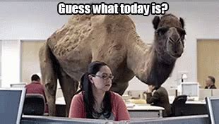 Hump Day GIF – Hump Day Wednesday Geico – Löydä ja jaa GIFejä