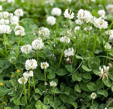 White Clover Seed White Dutch Clover | Etsy