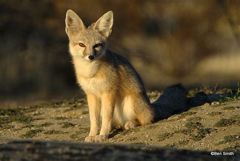 desert kit fox by carachama, via Flickr | Pet fox, Fox, Deserts