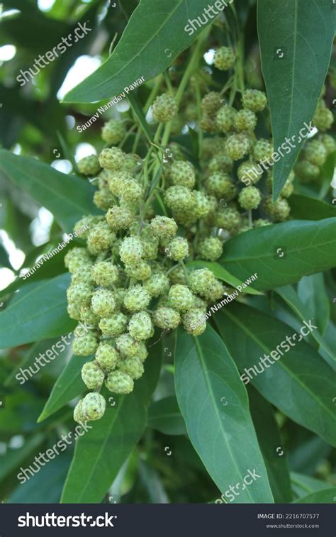 Button Mangrove Conocarpus Erectus Tree Lots Stock Photo 2216707577 | Shutterstock