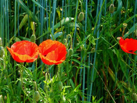 Free Images : grass, sky, meadow, prairie, flower, summer, red, botany, agriculture, flora ...
