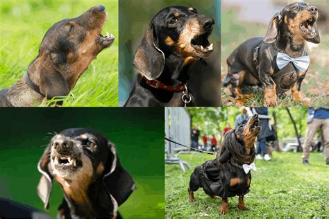 Top 5 Best Bark Collars for Your Dachshund in 2023