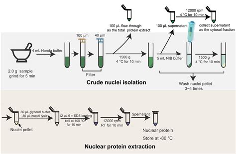 Lysis Buffer Recipe For Protein Extraction | Bryont Blog